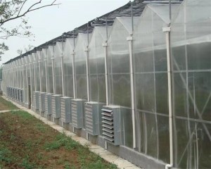 Venlo Greenhouse