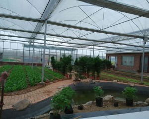 ecological restaurant greenhouse