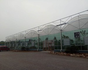 multi-span greenhouse
