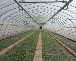rami greenhouse