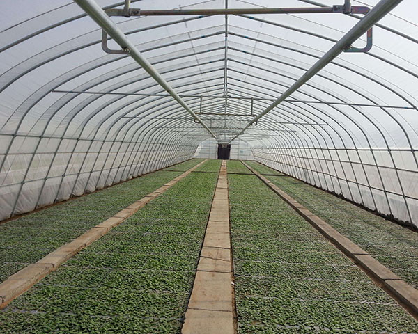 Best Price for 200 Micron Plastic Film For Greenhouse -
 tunnel greenhouse – Hanyang