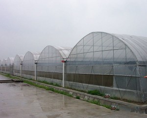 Film Greenhouse