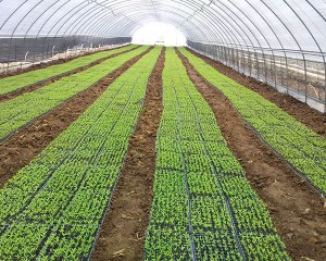 کشاورزی گلخانه