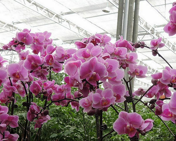 Flower Greenhouse Voorgestelde Image