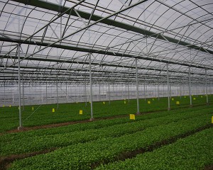 Film Greenhouse