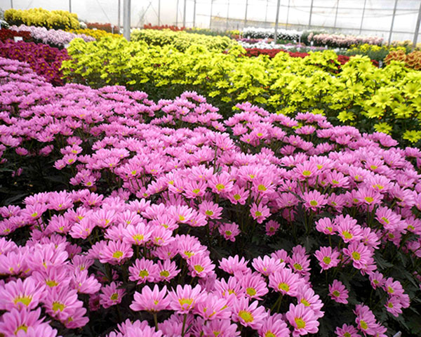 OEM China Four Seasons Greenhouses -
 Flower Greenhouse – Hanyang
