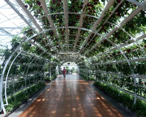 hệ thống hydroponics