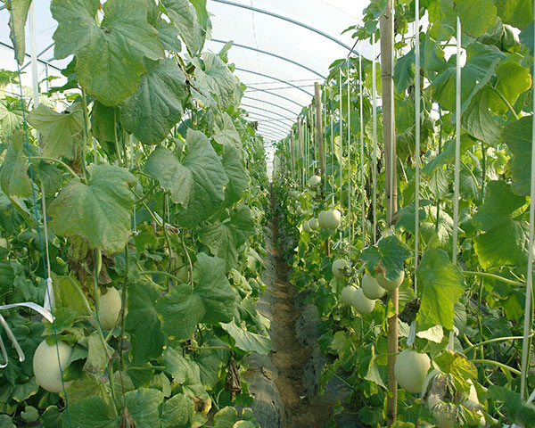 vegetable greenhouse Featured Image