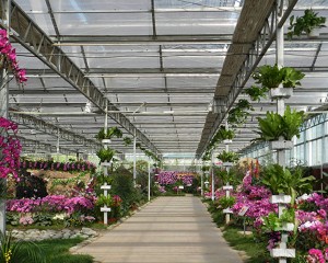 Flower Greenhouse