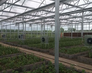 Agricultural greenhouse