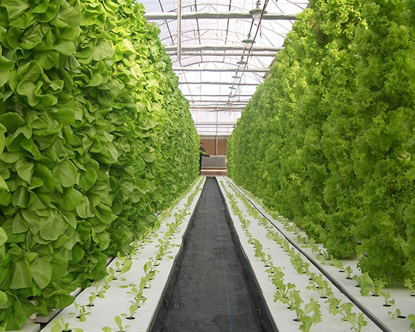 OEM/ODM Manufacturer Covering Material -
 hydroponics greenhouse – Hanyang