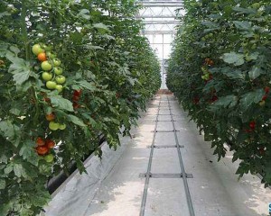 vegetable greenhouse