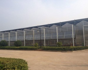 multi-span växthus