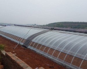 single tunnel greenhouse