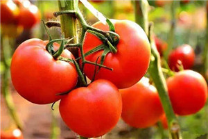 How does vegetable greenhouse greenhouse tomato late blight control
