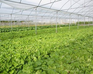 کشاورزی گلخانه