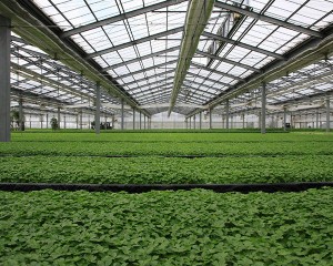 Agricultural greenhouse