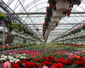 multi-span greenhouse