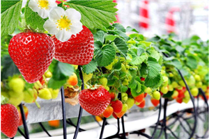 How to increase yields when cherries grow in the commercial greenhouse ?