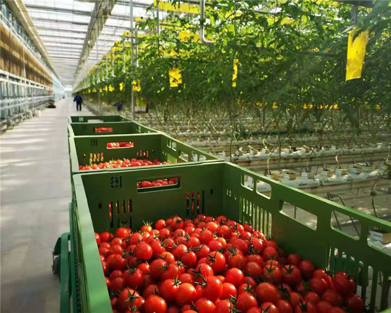 Fast delivery Greenhouse China Suppliers -
 Agricultural greenhouse – Hanyang