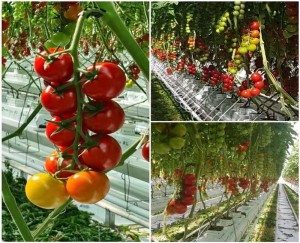 hydroponics greenhouse