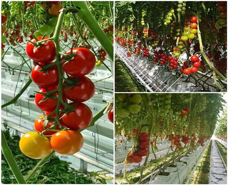 hydroponics greenhouse Featured Image